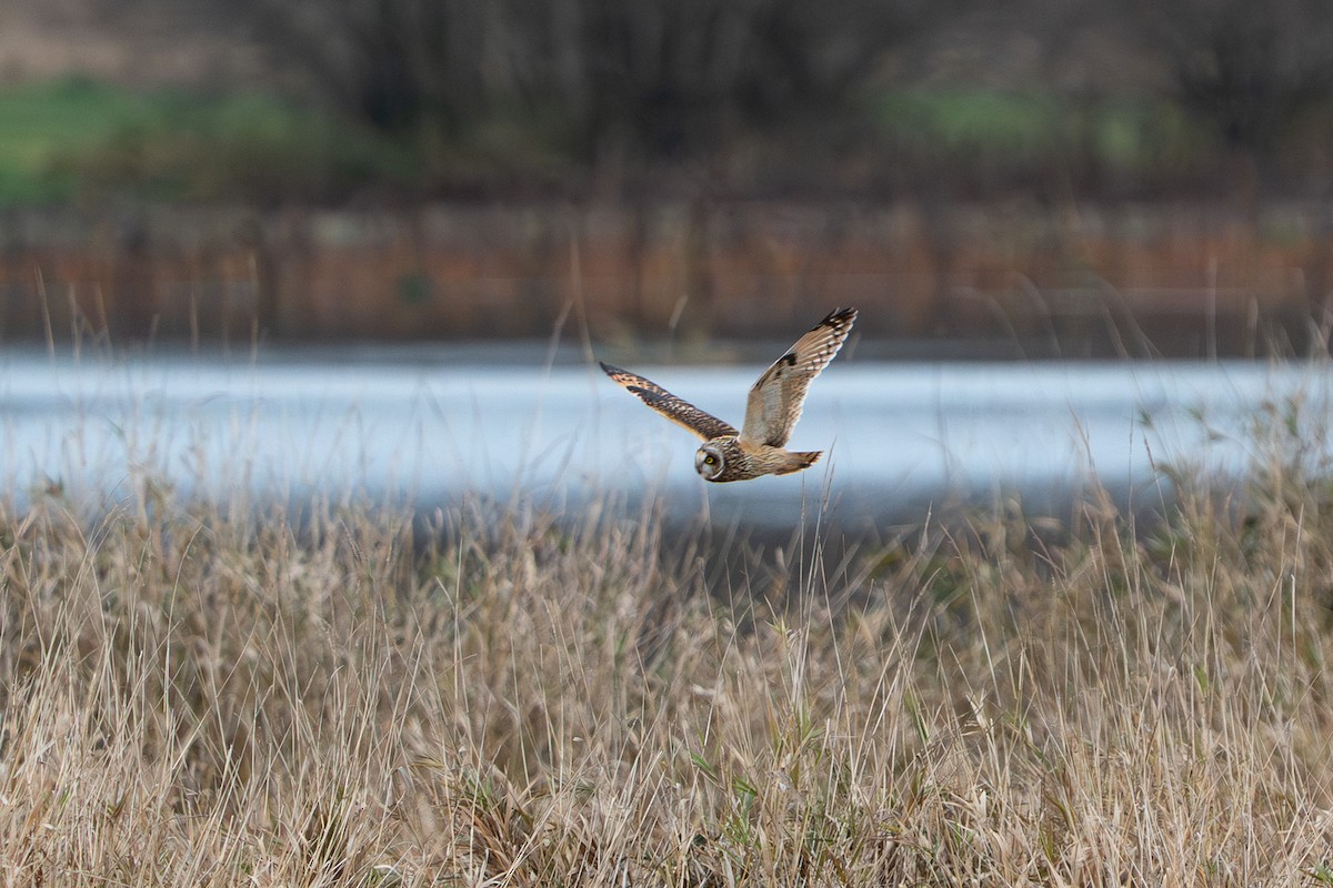 Zingira-hontza - ML646777534