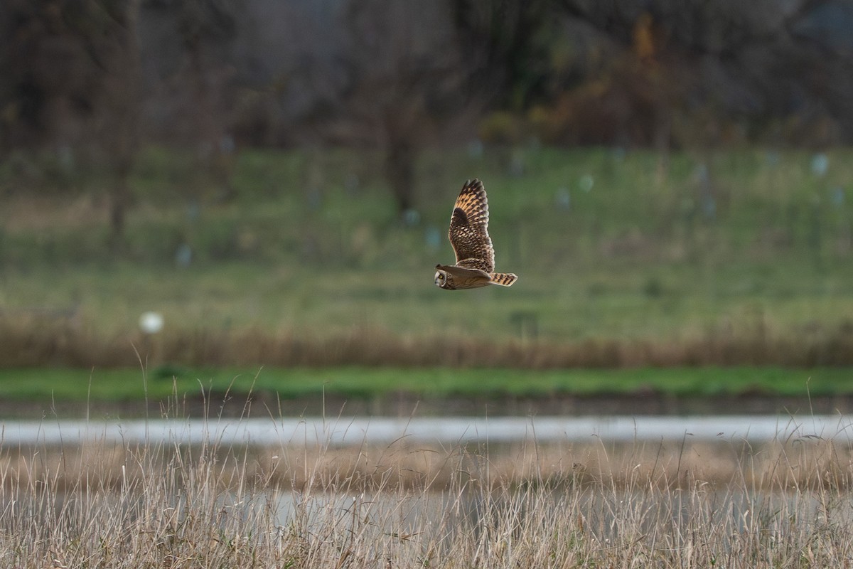 Zingira-hontza - ML646777535