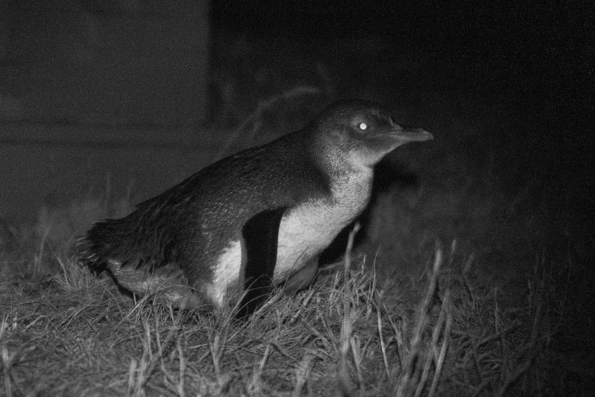 Little Penguin - ML646777536