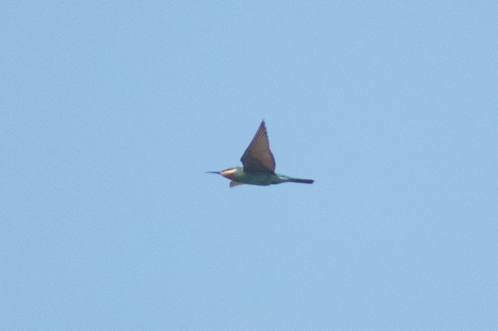 Blue-cheeked Bee-eater - ML646777537