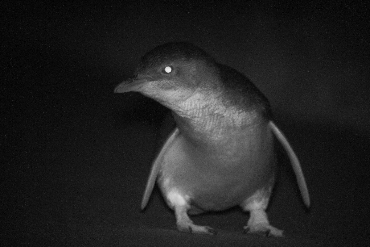 Little Penguin - ML646777538