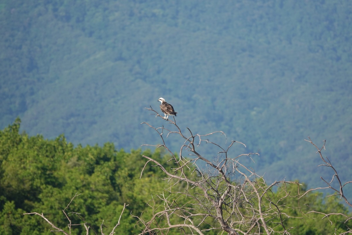 Osprey - ML646777543