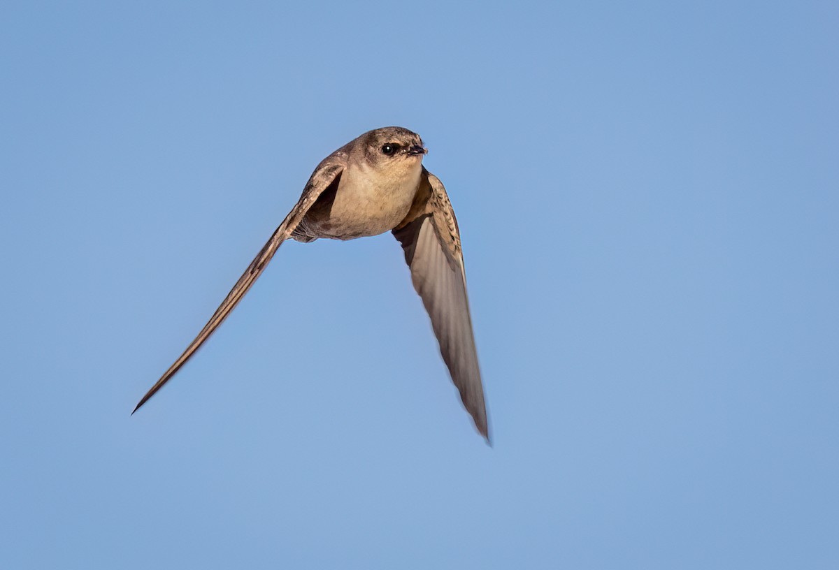 Southern Crag-Martin - ML646777544