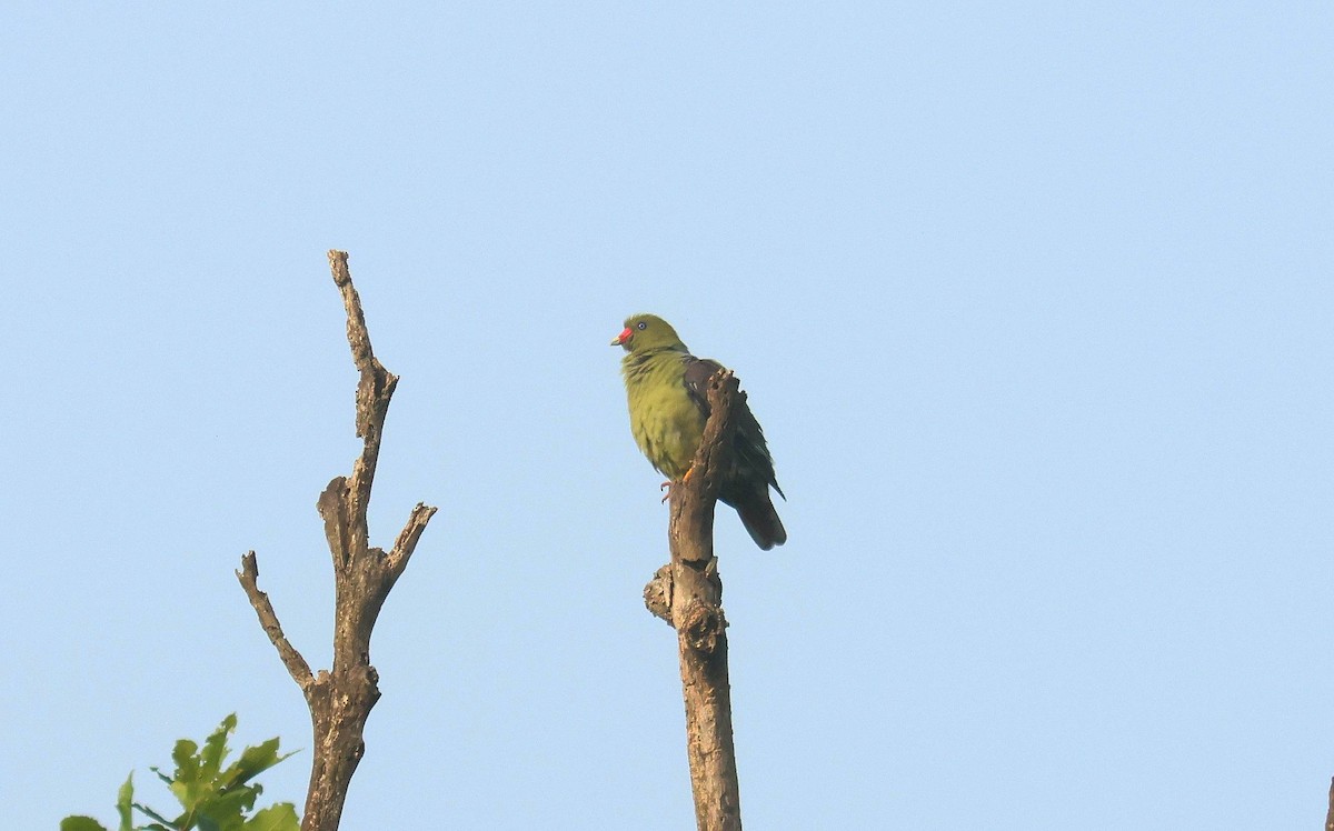 afrikagrønndue - ML646777545