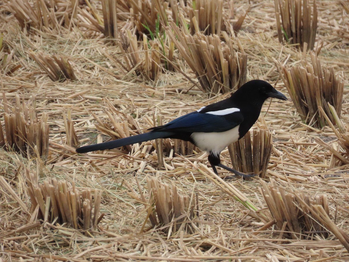 orientskjære - ML646777553