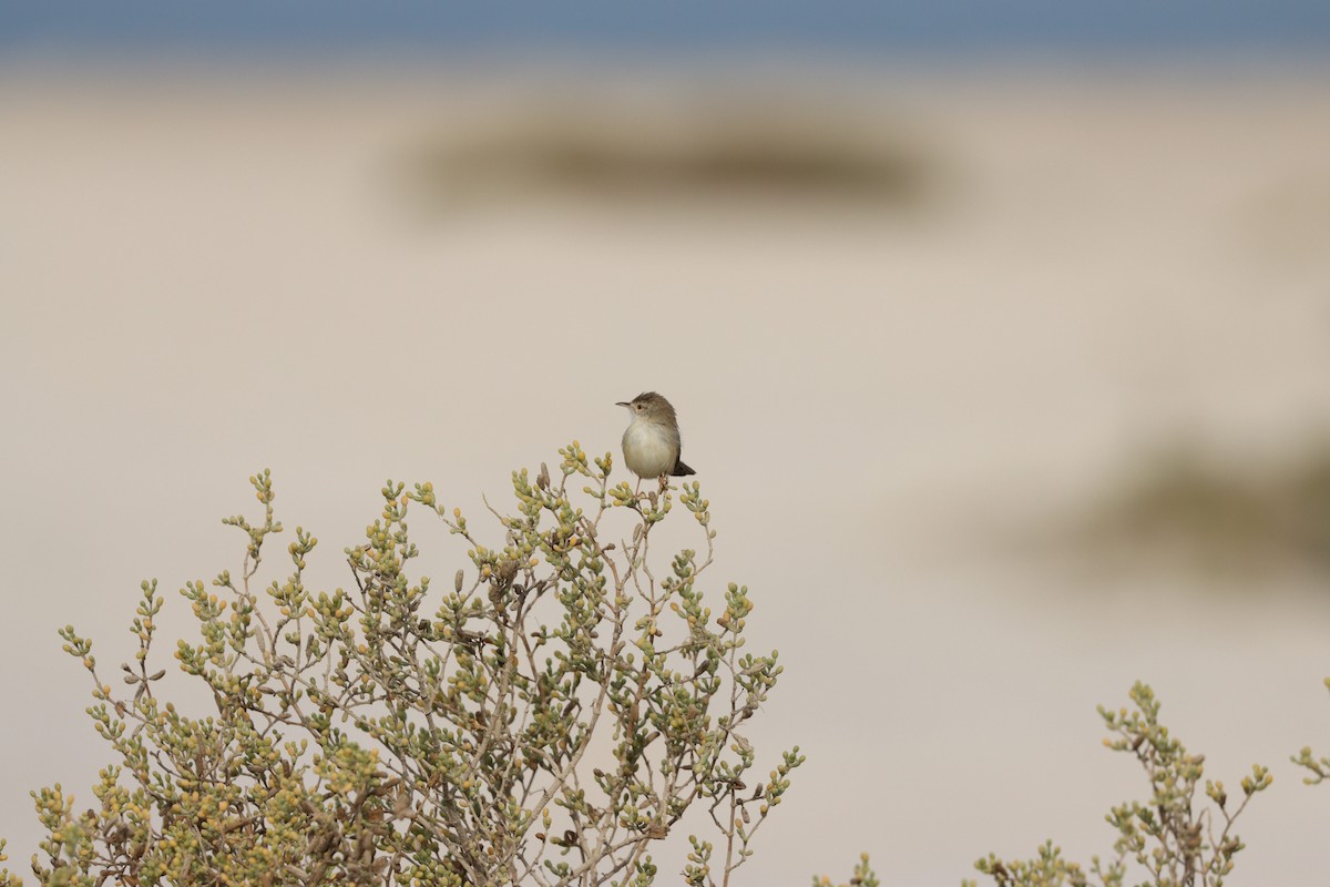 yndeprinia - ML646777556