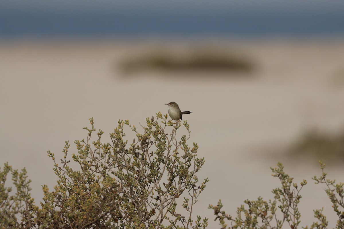 yndeprinia - ML646777558