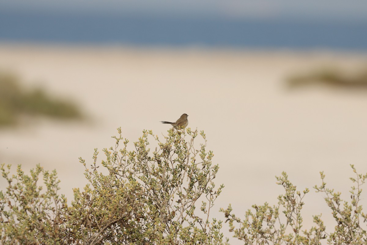 yndeprinia - ML646777560