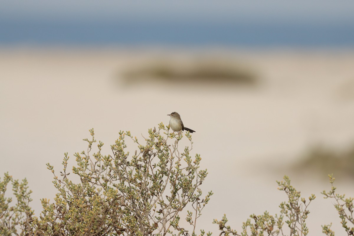 yndeprinia - ML646777562