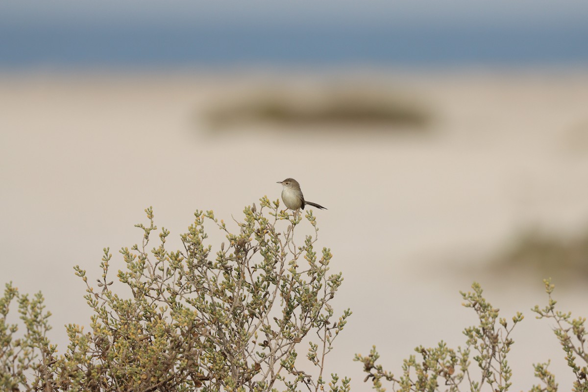 yndeprinia - ML646777564