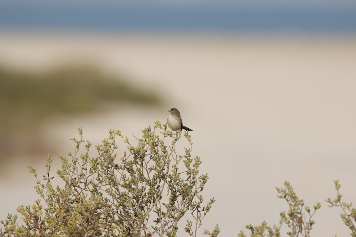 yndeprinia - ML646777565