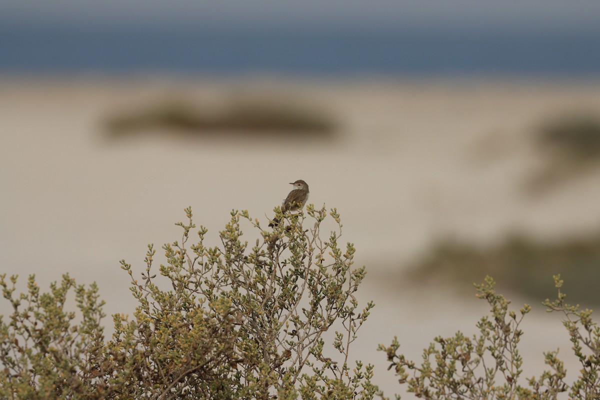 yndeprinia - ML646777566