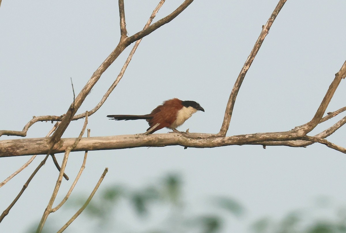 senegalsporegjøk - ML646777567