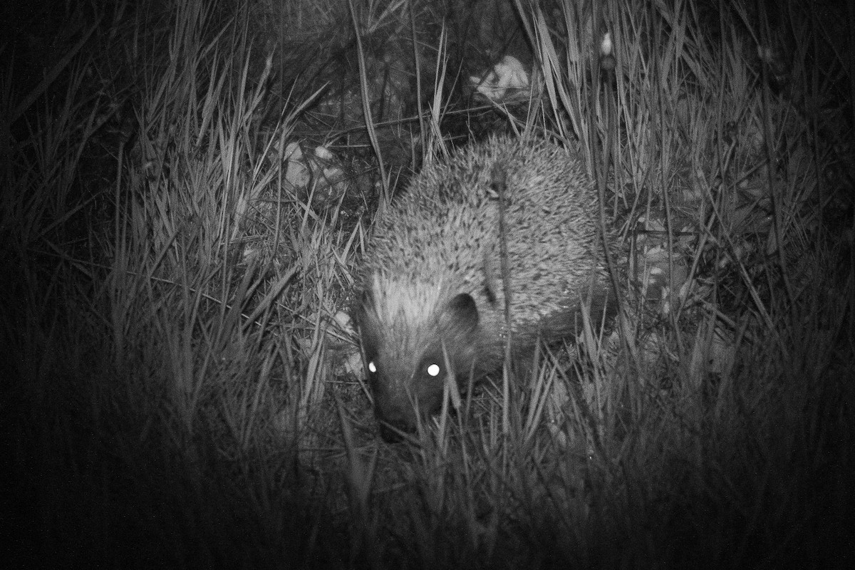 European Hedgehog - ML646777568