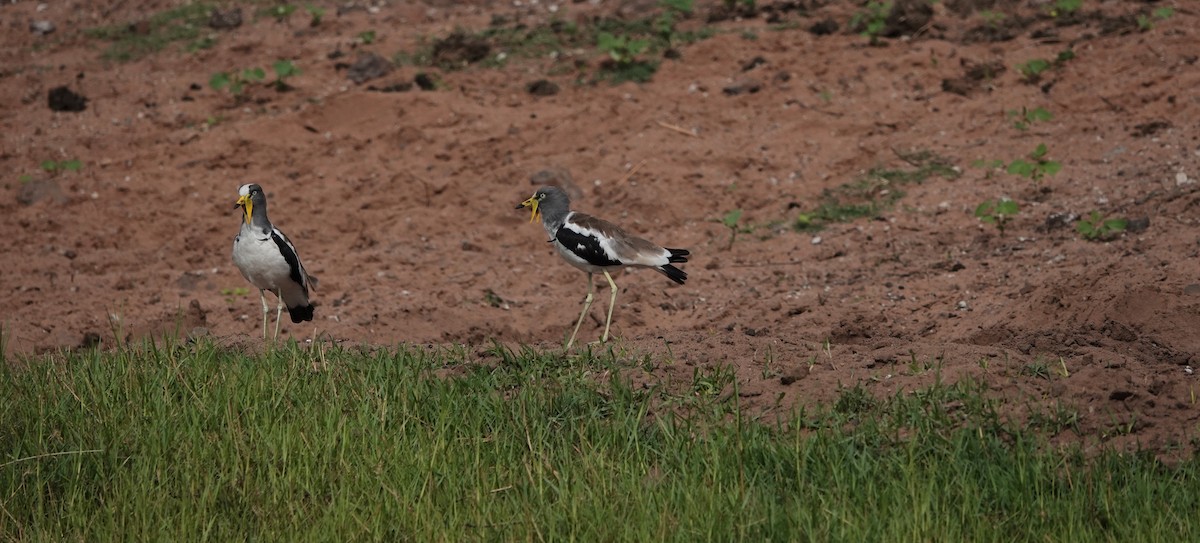 Белоголовый чибис - ML646777570