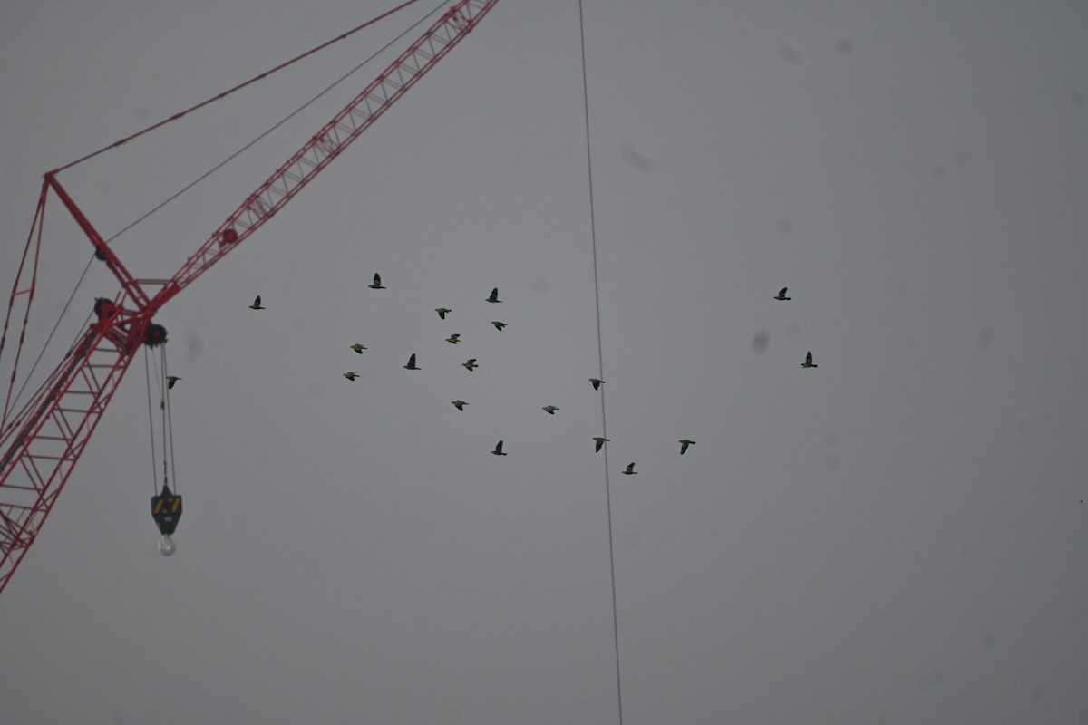 Pink-necked Green-Pigeon - ML646777571