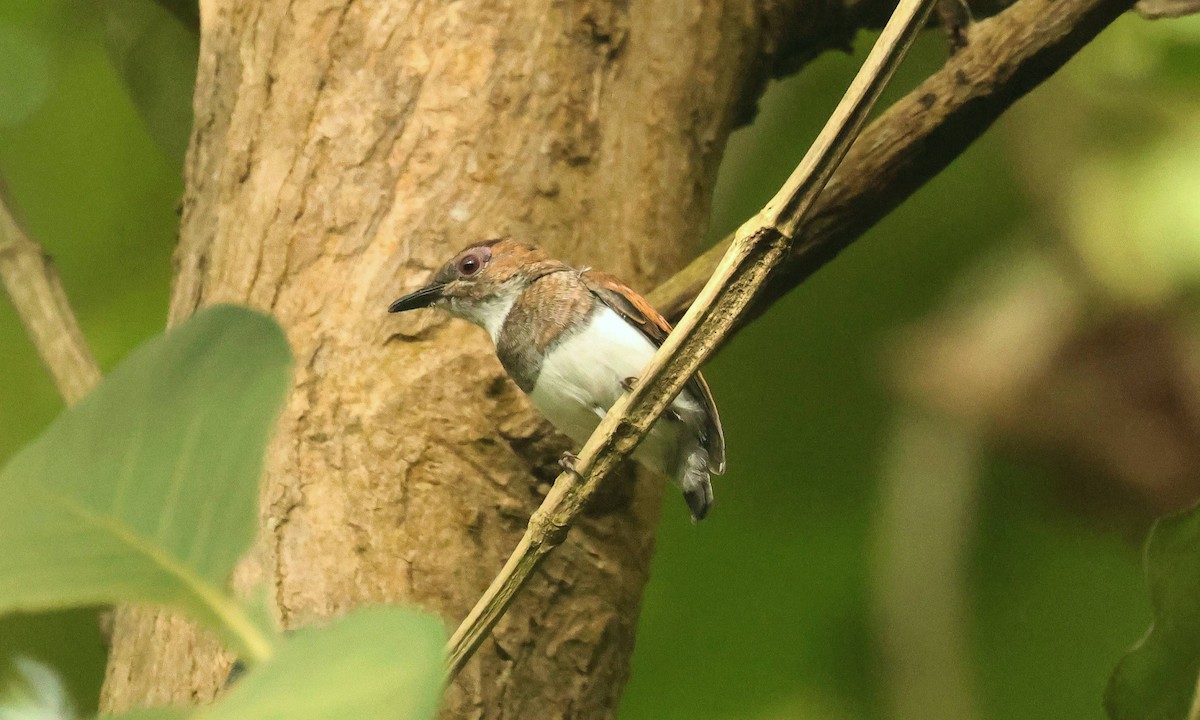 halsbåndpløsøye - ML646777578