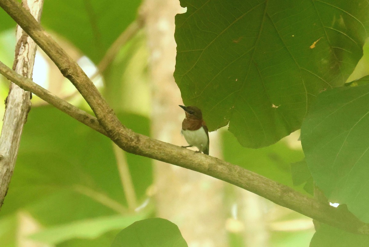 halsbåndpløsøye - ML646777579