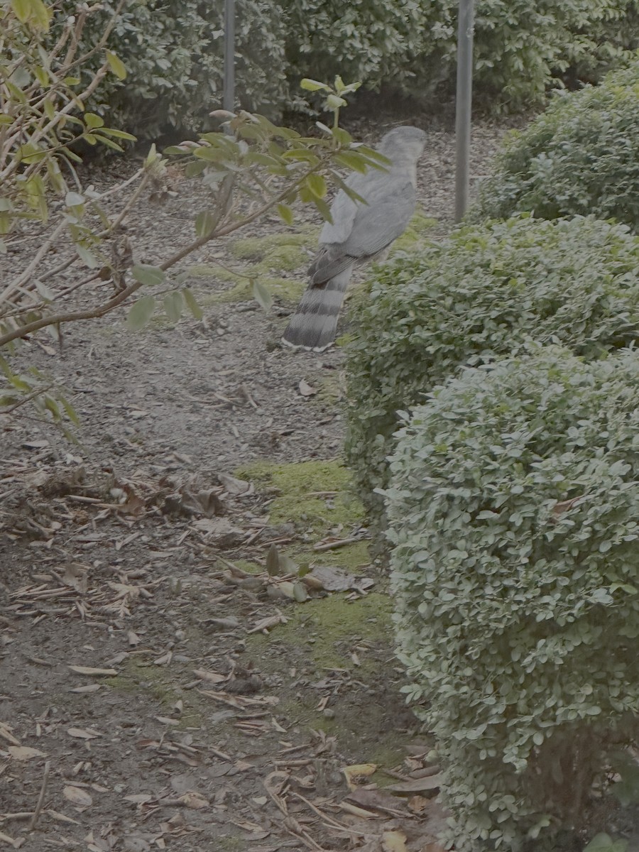 Sharp-shinned Hawk - ML646777580