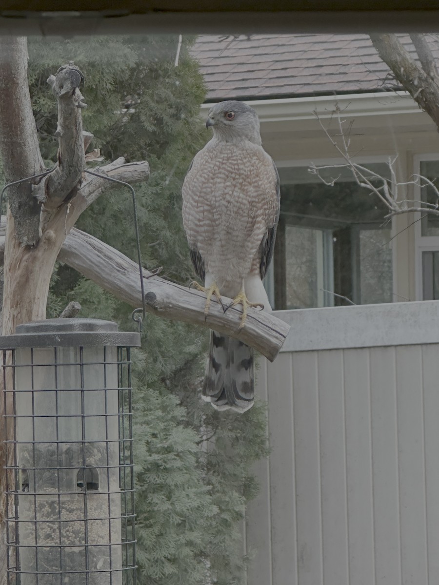 Sharp-shinned Hawk - ML646777584