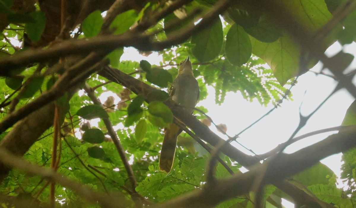 vestnikator - ML646777586