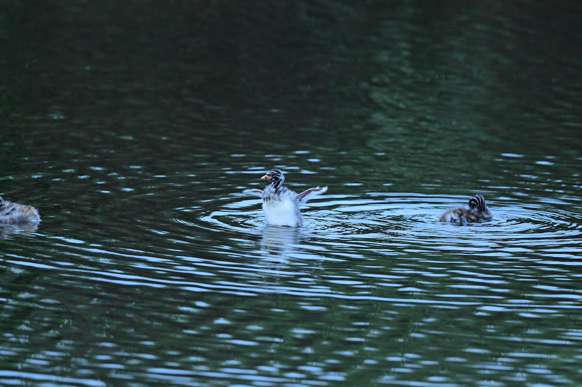 Little Grebe - ML646777587
