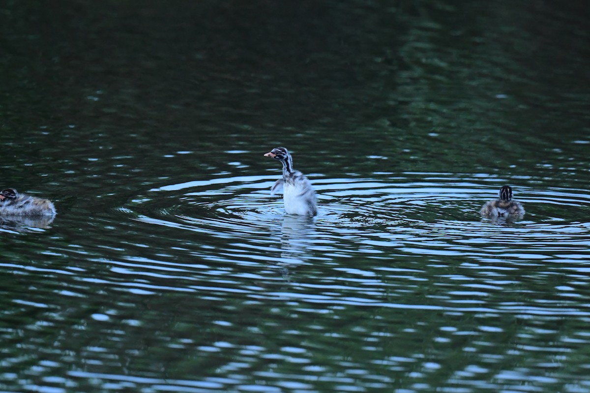 Little Grebe - ML646777588