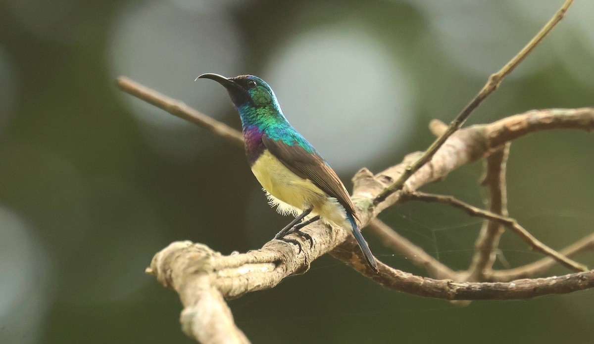 venussolfugl - ML646777590