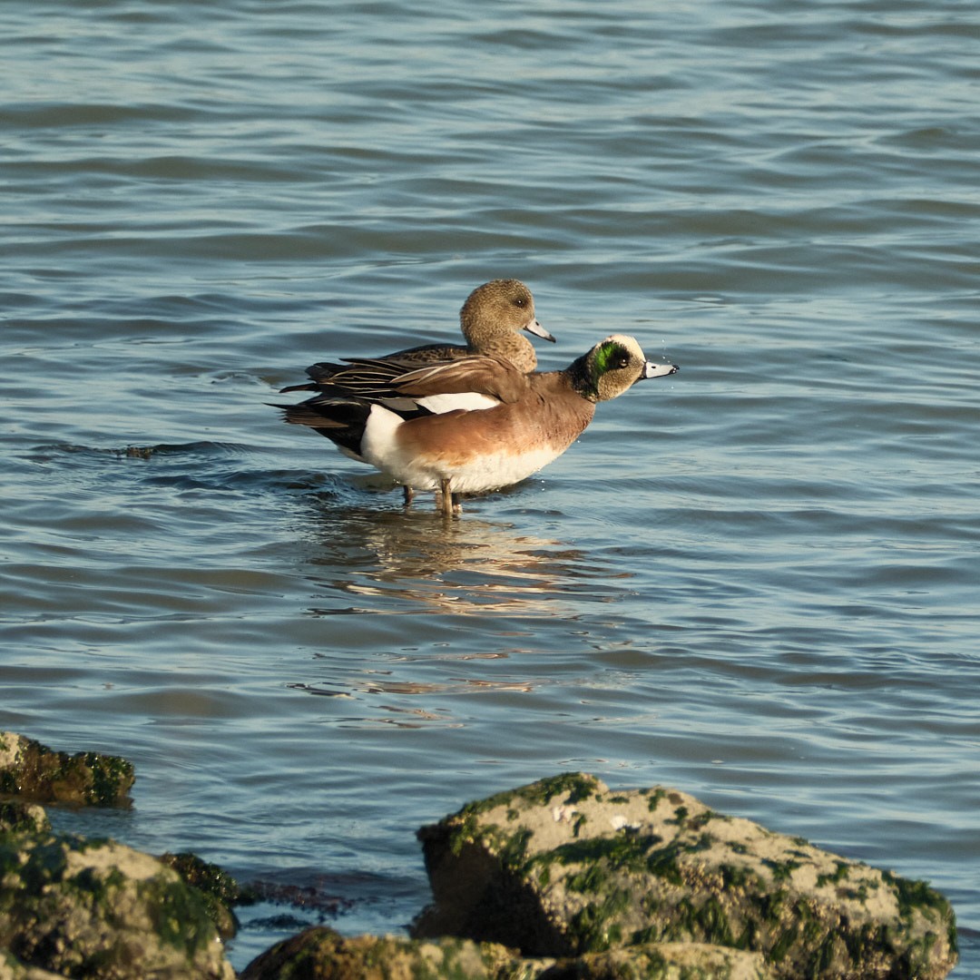 American Wigeon - ML646777591