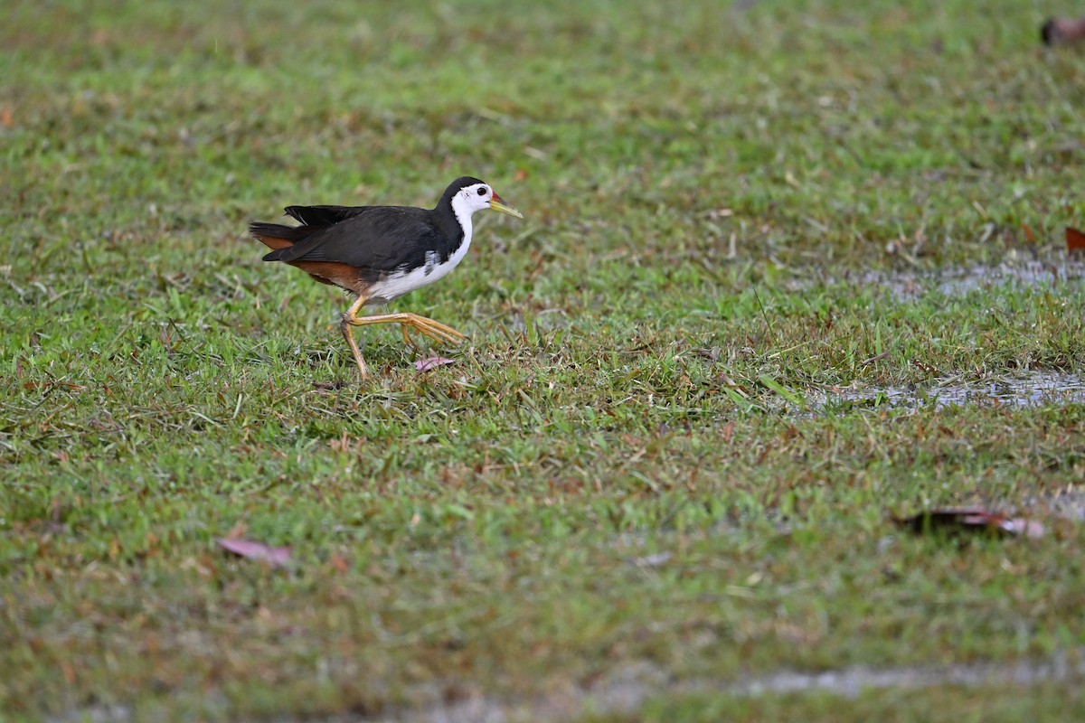 White-breasted Waterhen - ML646777592