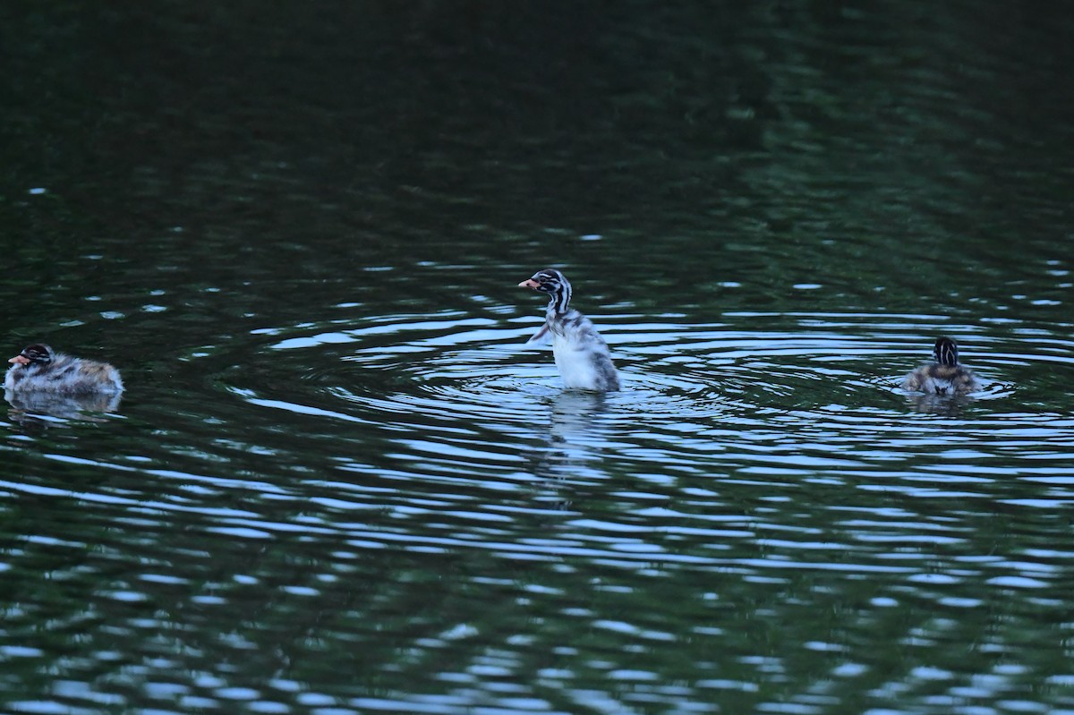 Little Grebe - ML646777593