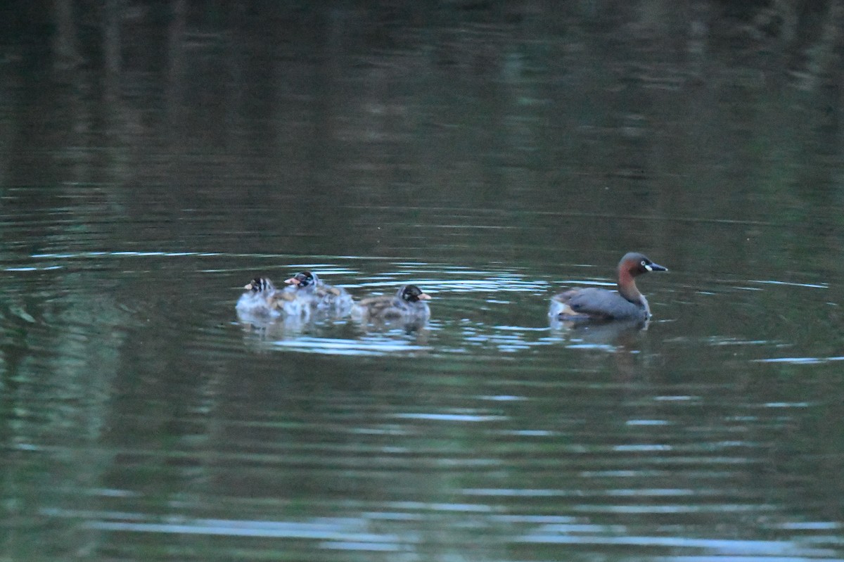 Little Grebe - ML646777600