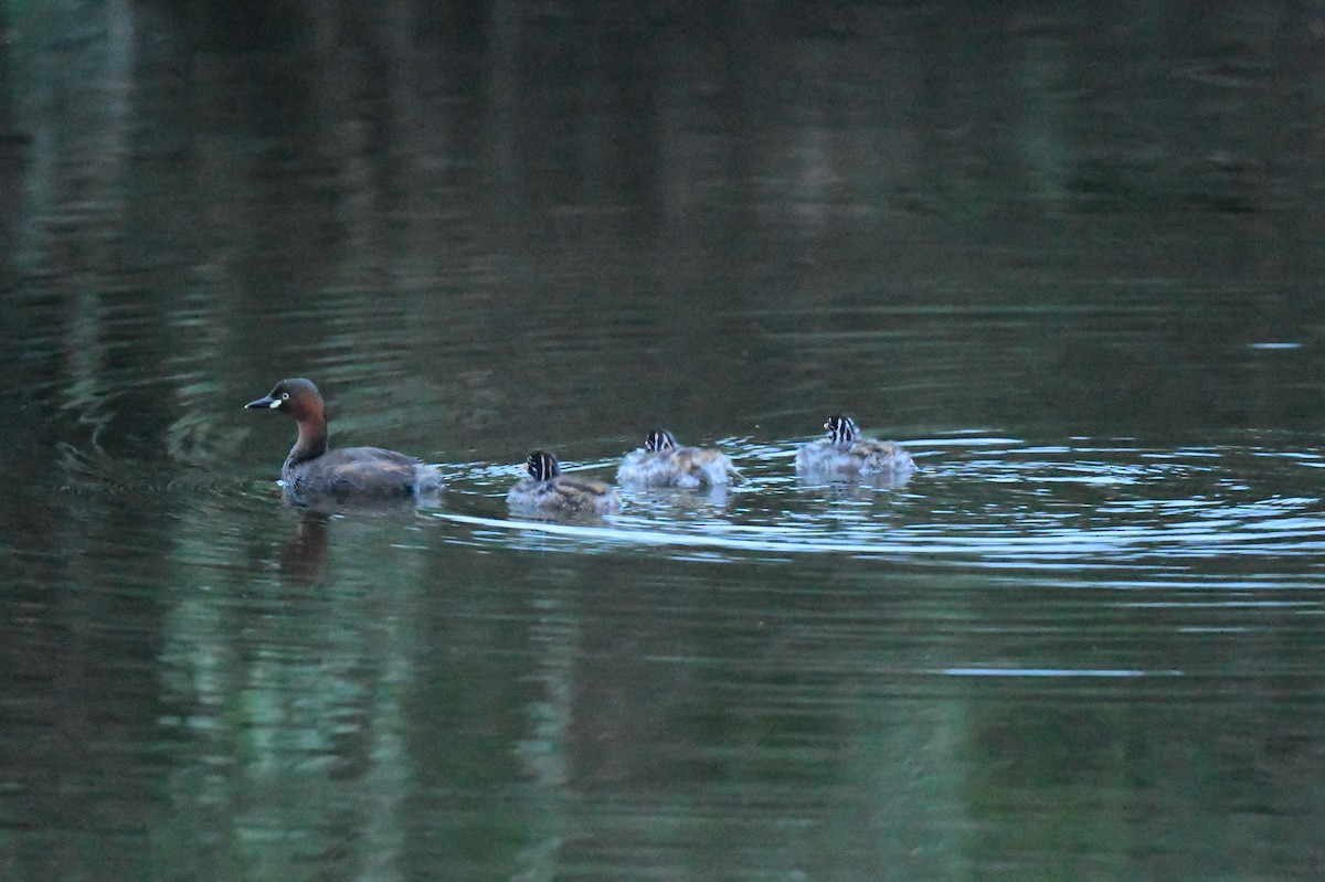 Little Grebe - ML646777602