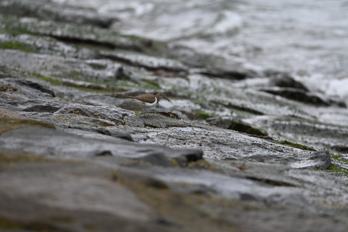 Common Sandpiper - ML646777603