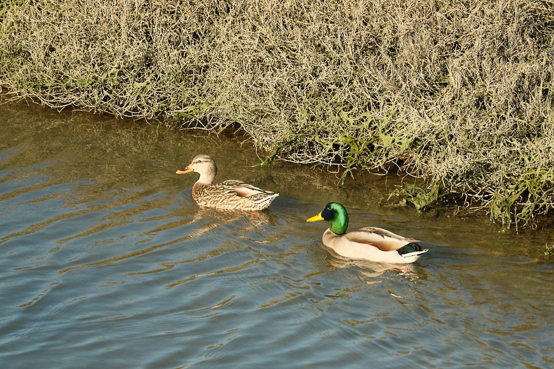 Mallard - ML646777604