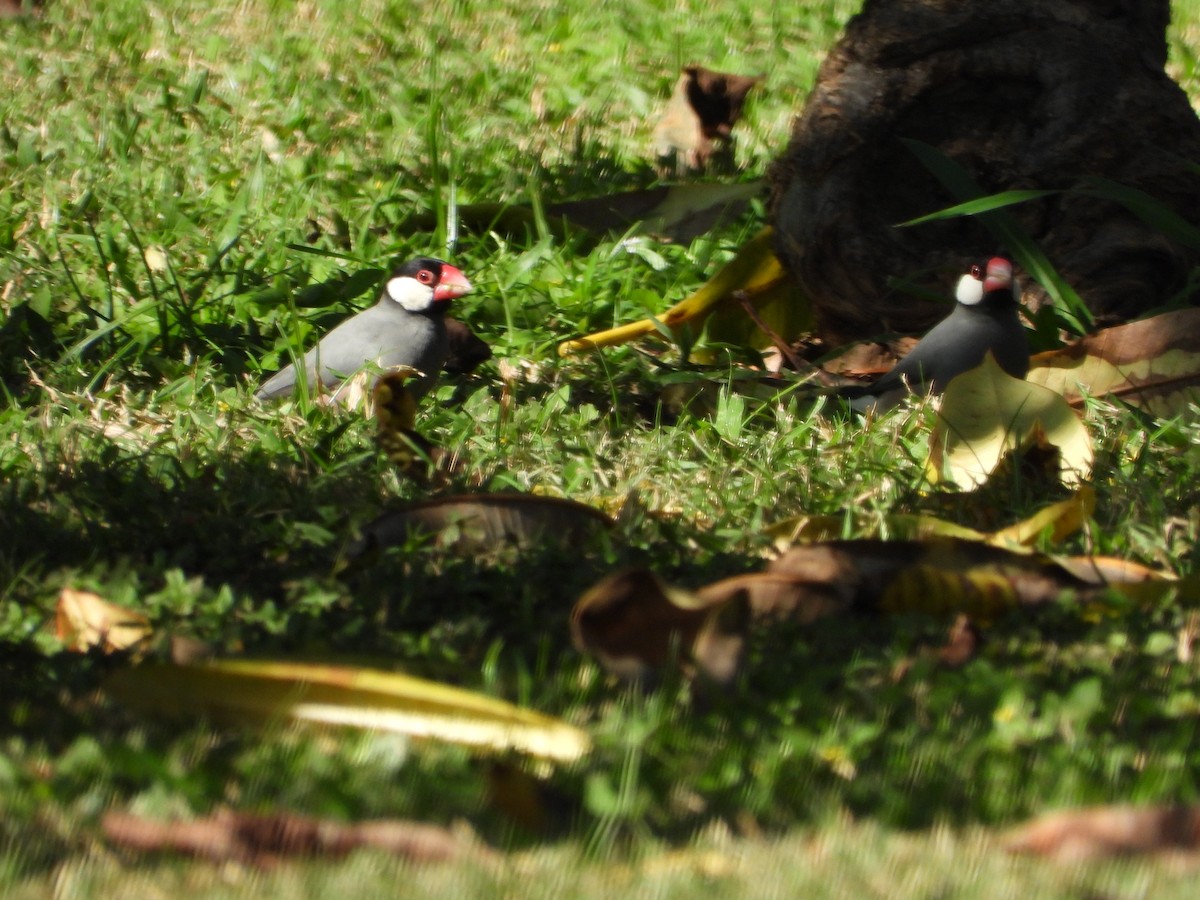 Рисівка яванська - ML646777605