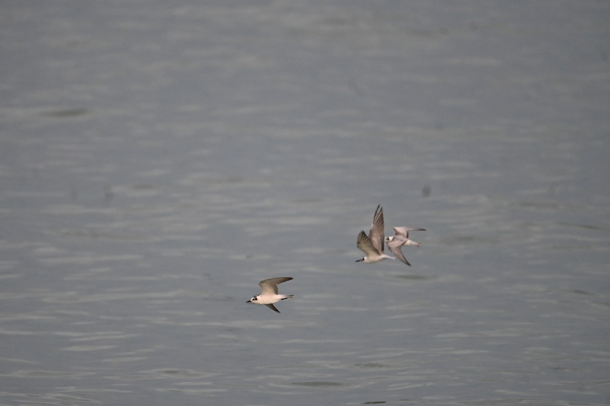White-winged Tern - ML646777613