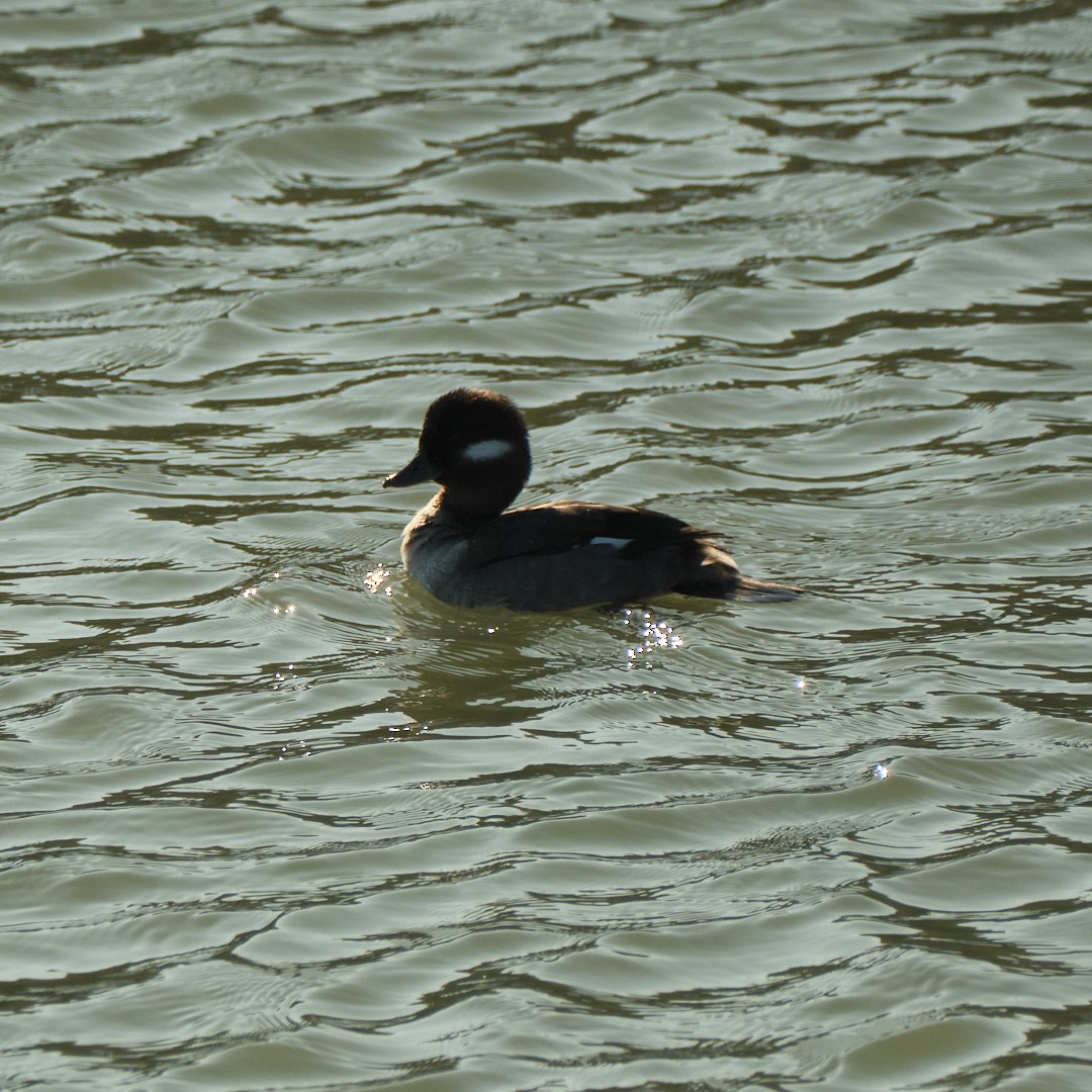 Bufflehead - ML646777623