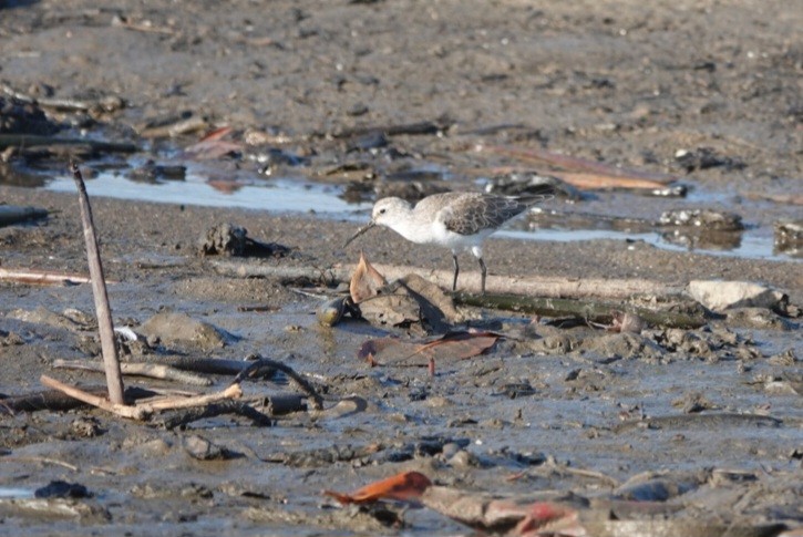 Curlew Sandpiper - ML646777624