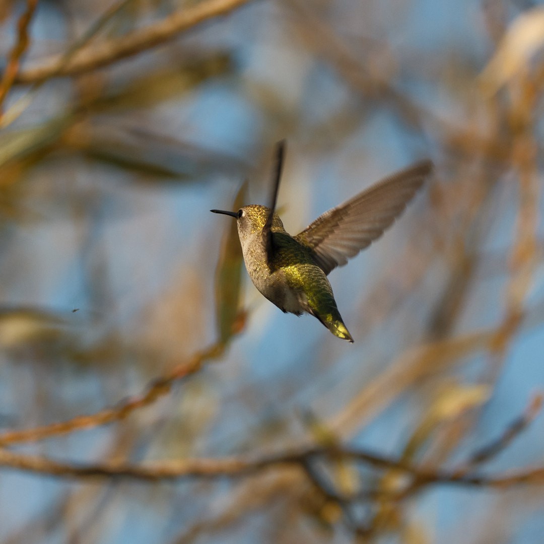 Anna's Hummingbird - ML646777625