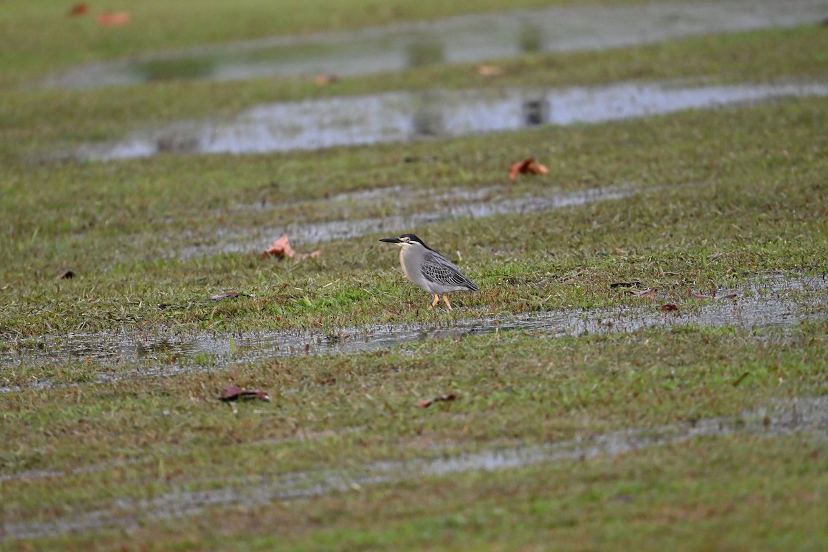 Little Heron - ML646777626