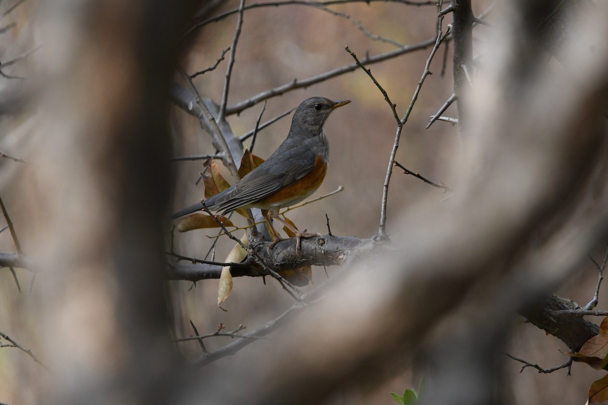 Gray-backed Thrush - ML646777627
