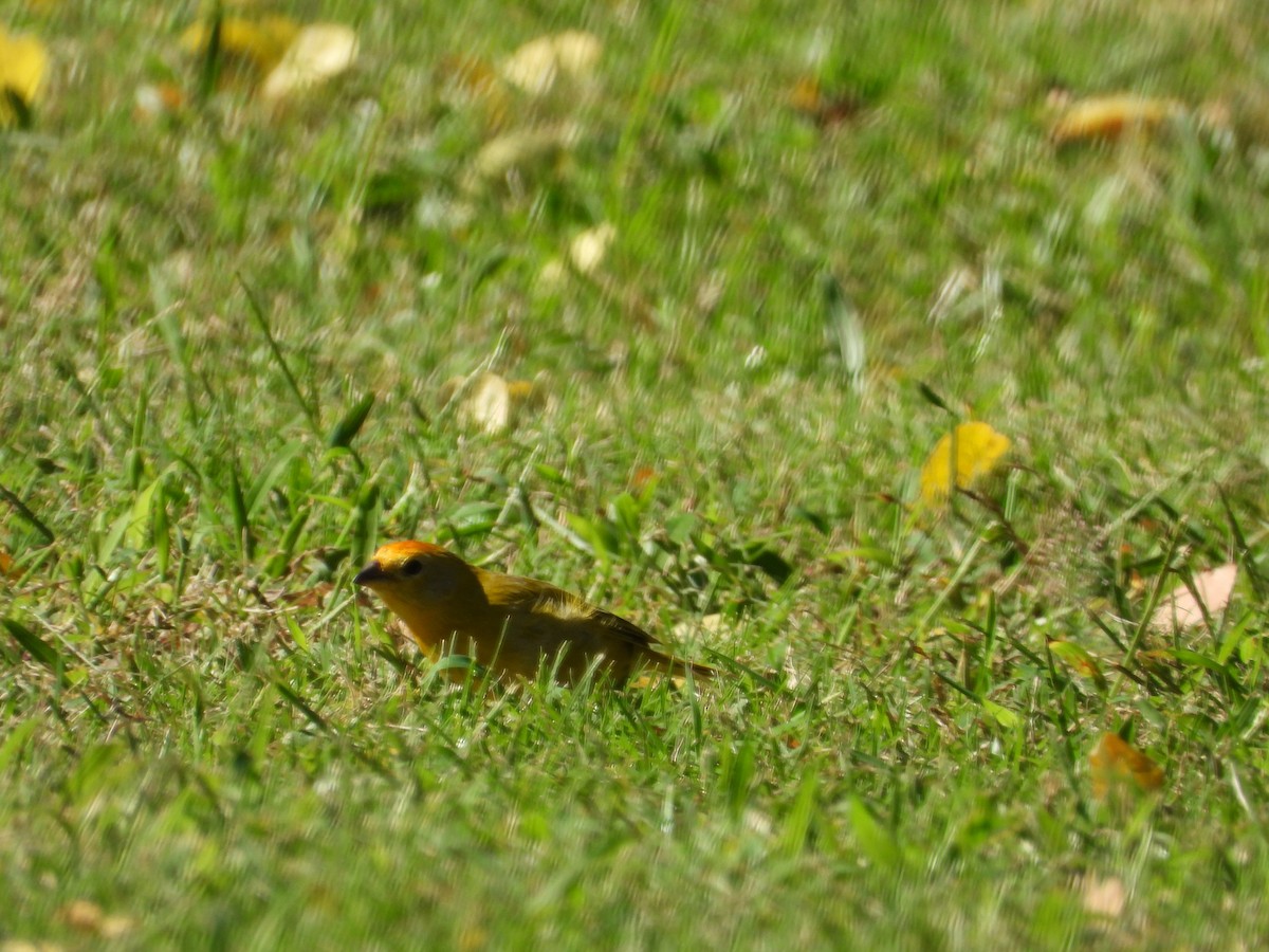 Saffron Finch - ML646777628