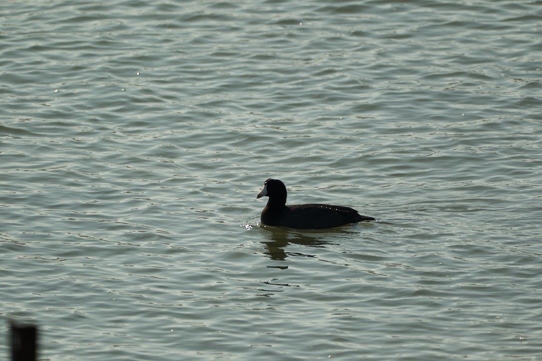 American Coot - ML646777629