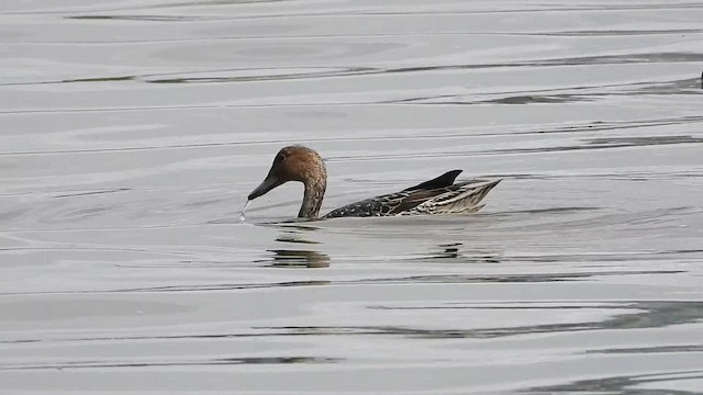 Northern Pintail - ML646777630