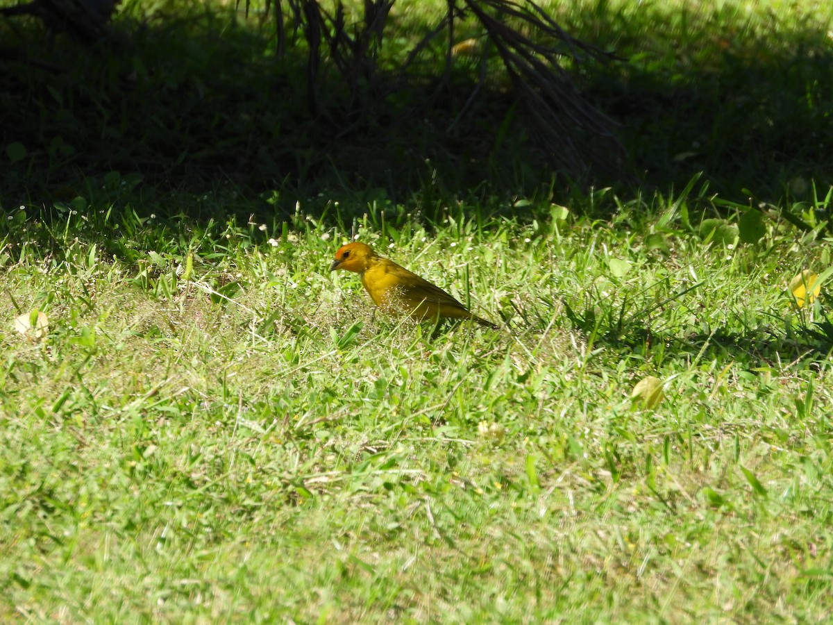 Saffron Finch - ML646777631