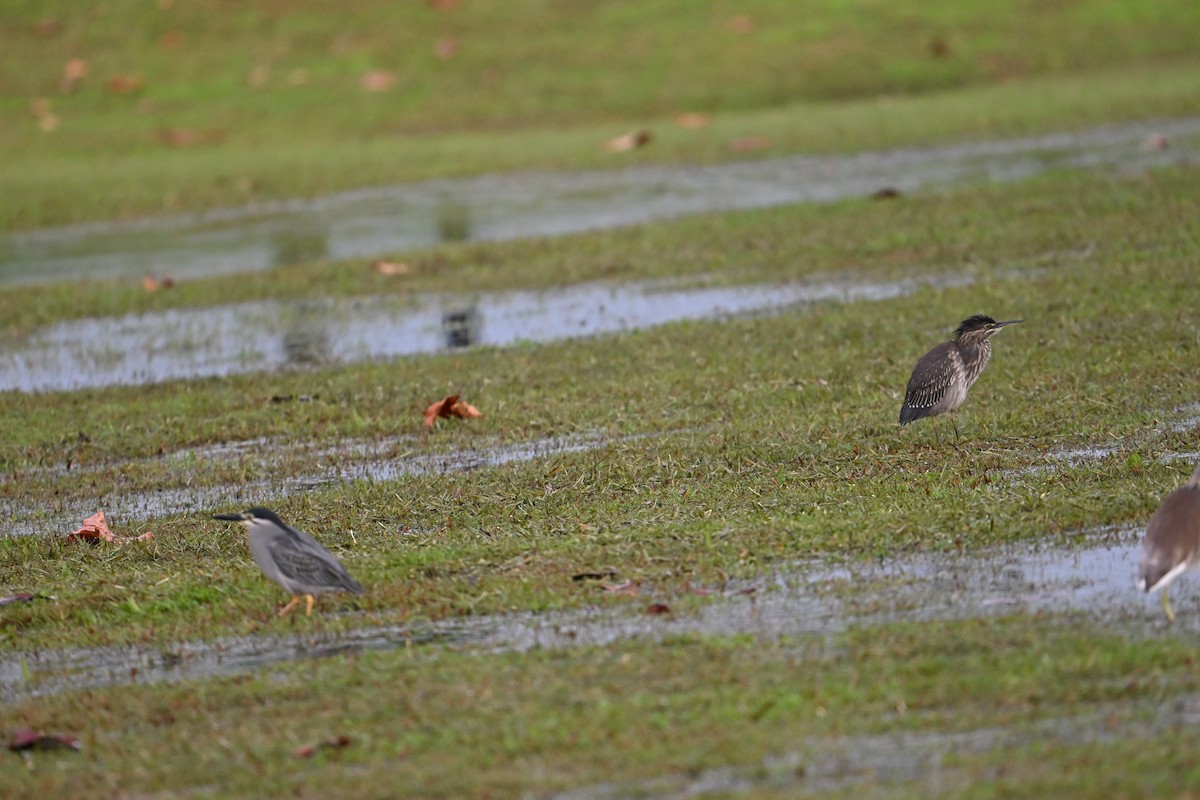 Little Heron - ML646777633