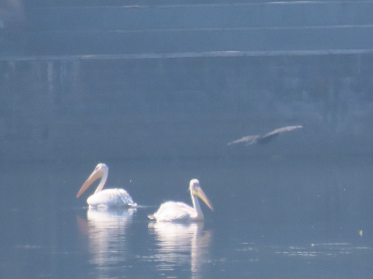 Great White Pelican - ML646777634