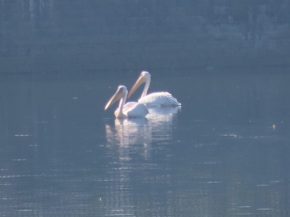 Great White Pelican - ML646777635