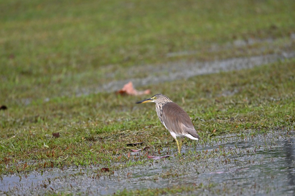 pond-heron sp. - ML646777636